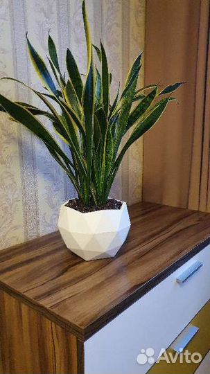 Стильные новые кашпо