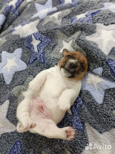 Щенки Джек Рассел терьер