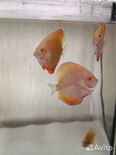 Продажа дискусов