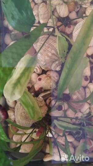 Улитки аквариумные