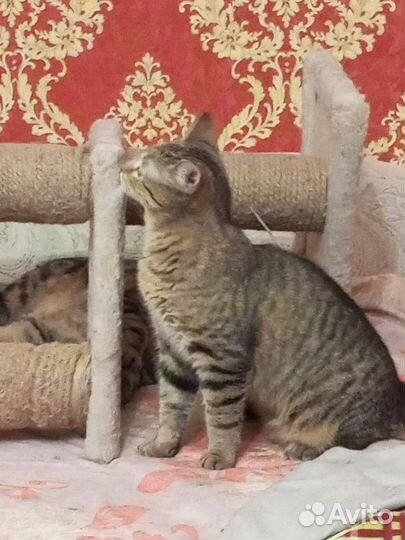 Котенок в добрые руки