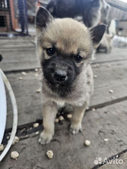 Щенки от хаски