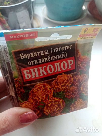 Рассада бархатцы