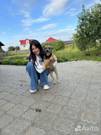 Собака в добрые руки щенок