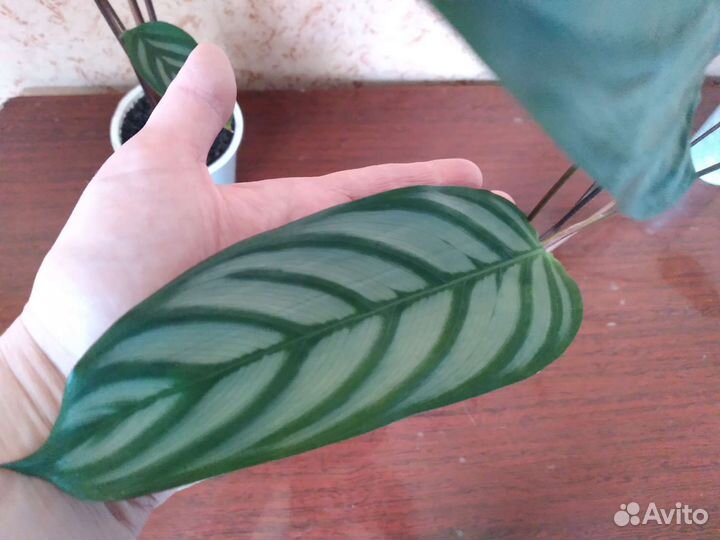 Цветы комнатные растения