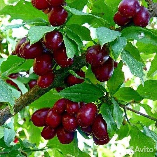 Саженецы кизила Семён