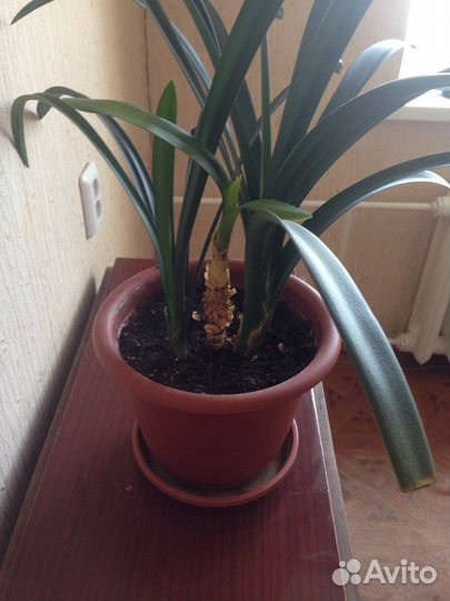 Кливия Благородная с кашпо растения цветы