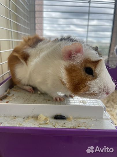 Морская свинка розетка