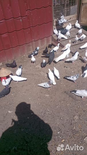 Продажа бакинских голубей