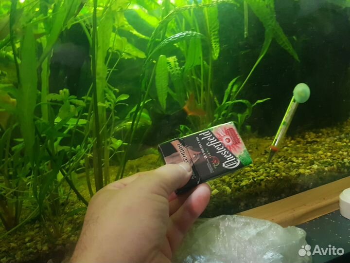 Аквариумные рыбки