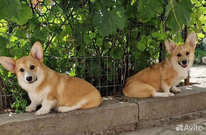 Вельш-корги Пемброк щенки