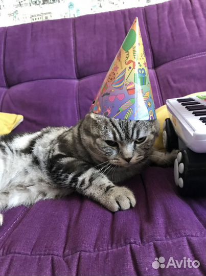 Шотландец (истинный ) Кот вязка