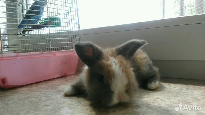 Вислоухие кролики