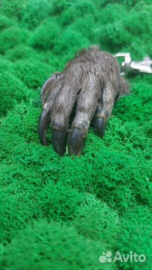 Оберег денежная лапка бобра. имитация