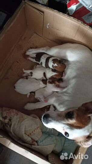 Щенки джек Рассел терьер