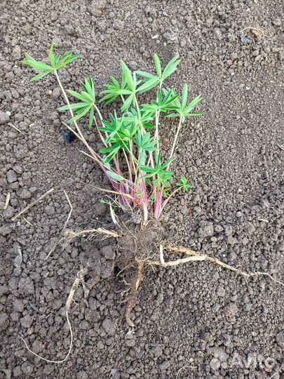 Дороникум, Маргаритки, Люпины, Ирисы