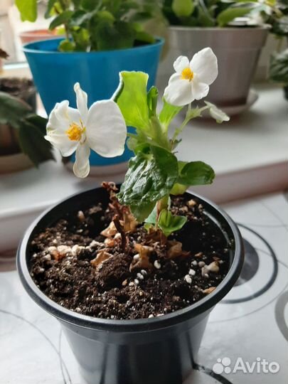 Вечноцветущая бегония