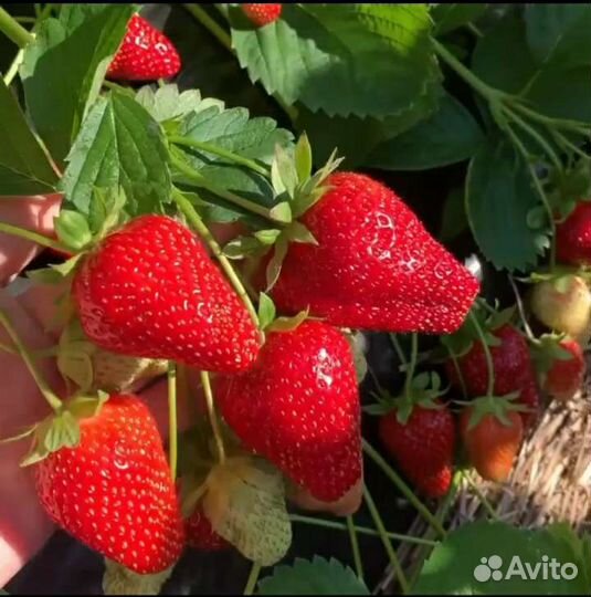 Рассада клубники