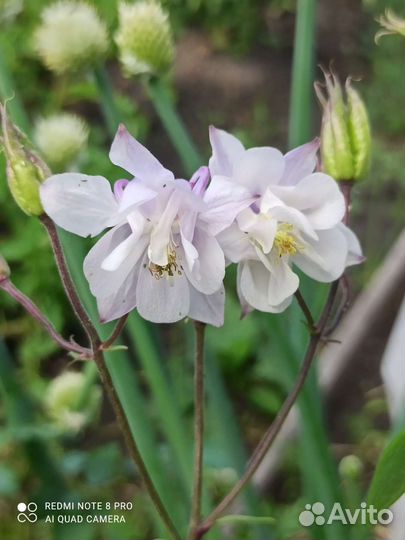 Купальница саженцы