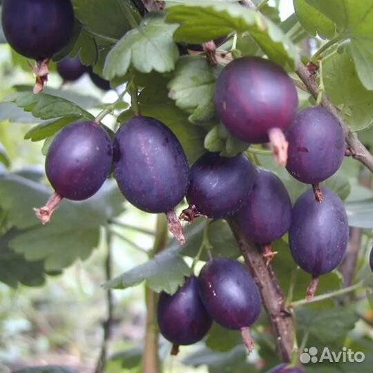 Растения кустарники