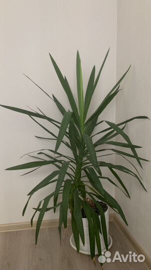 Пальма юкка