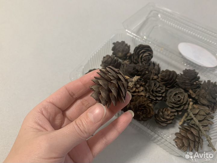 Шишки лиственницы неокрашенные