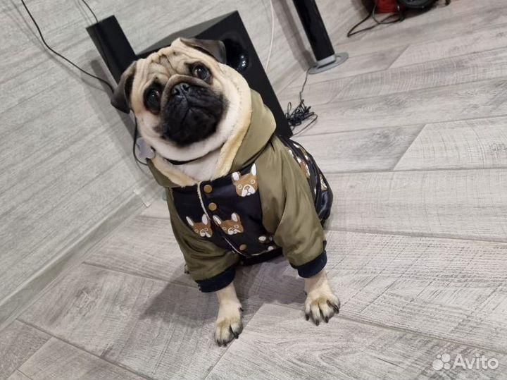 Мопс вязка мальчик