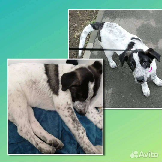 Щенок в добрые руки