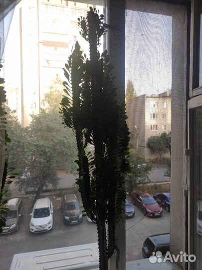 Кактус большой