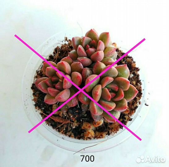 Суккуленты Редкие Красные