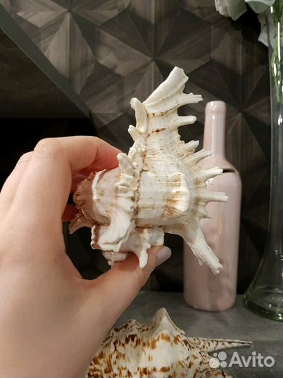 Ракушки морские и звезды