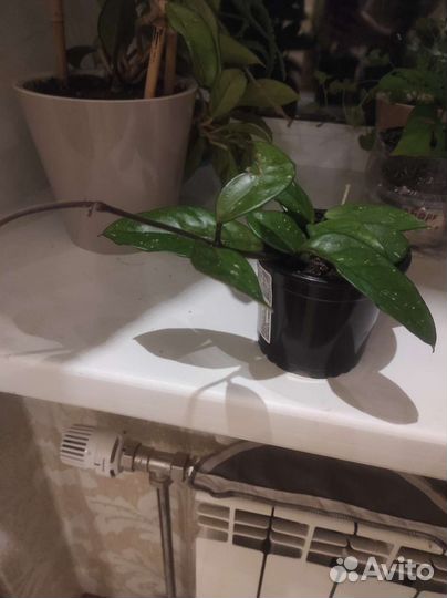 Комнатные растения