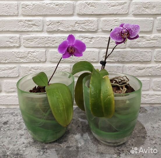 Кашпо стеклянные для орхидей
