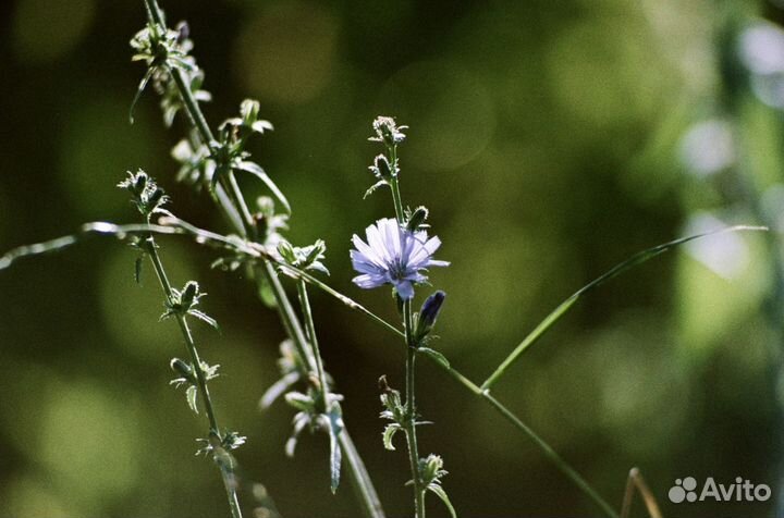 Фотопленка Kodak Vision 3 35mm 16mm super8