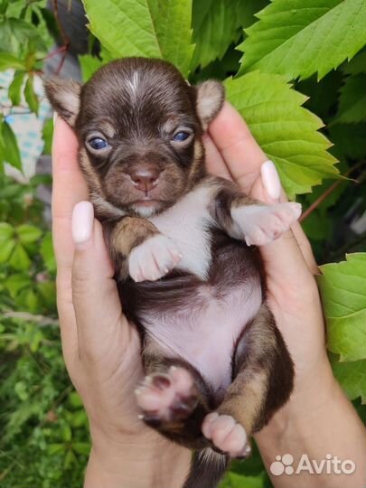 Щенки чихуахуа