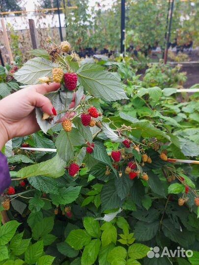 Малина ремонтантная 