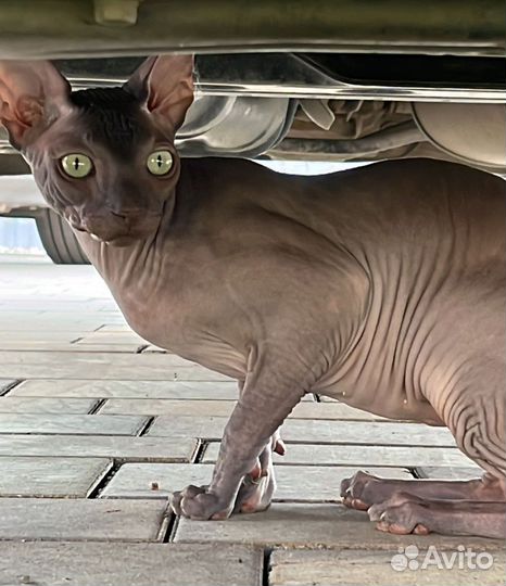 Канадский сфинкс