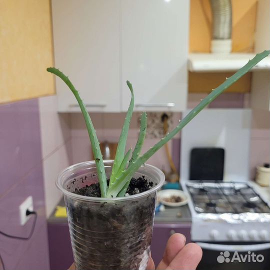 Алоэ лечебный