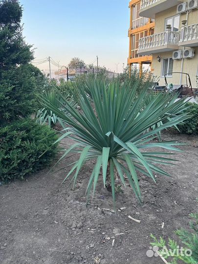 Пальма юкка
