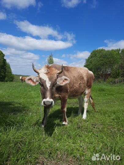 Корова - телка стельная молодая