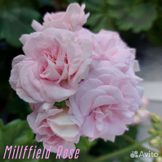 Пеларгонии сортовые