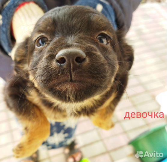 Щенок в добрые руки
