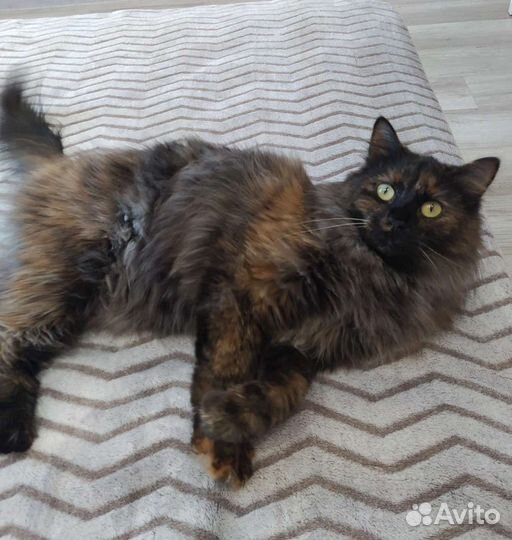 Стелла в дар