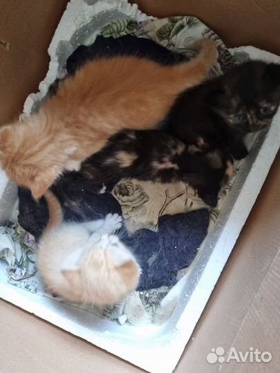 Котята в добрые руки