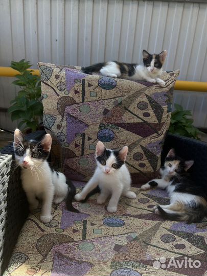 Кошки в добрые руки бесплатно