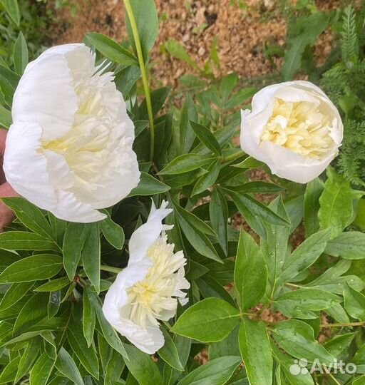 Пионы букет