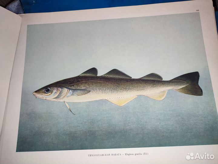 Промысловые рыбы СССР Атлас. редкое издание