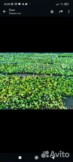 Рассада клубники азия