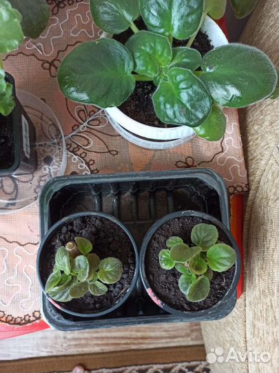 Фиалка сортовая