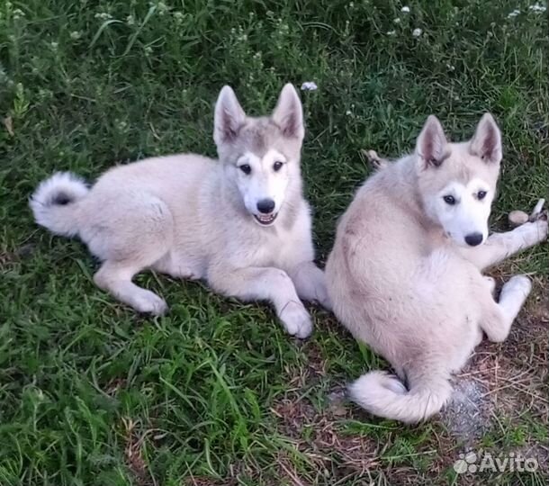 Щенки западно сибирской лайки